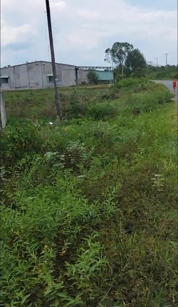 Bán đất xã Long Phước Huyện Bến Cầu tỉnh Tây Ninh 3