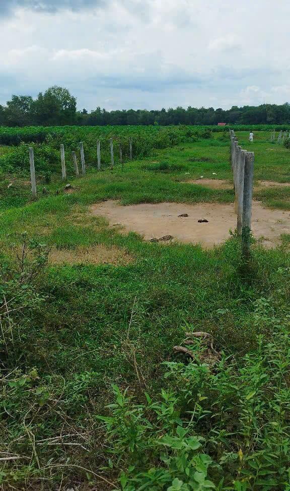 Bán đất xã Long Phước Huyện Bến Cầu tỉnh Tây Ninh 4