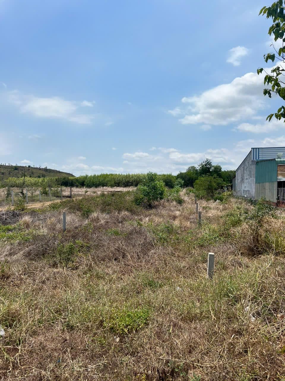 Bán đất xã Long Tân Huyện Đất Đỏ tỉnh Bà Rịa Vũng Tàu 2