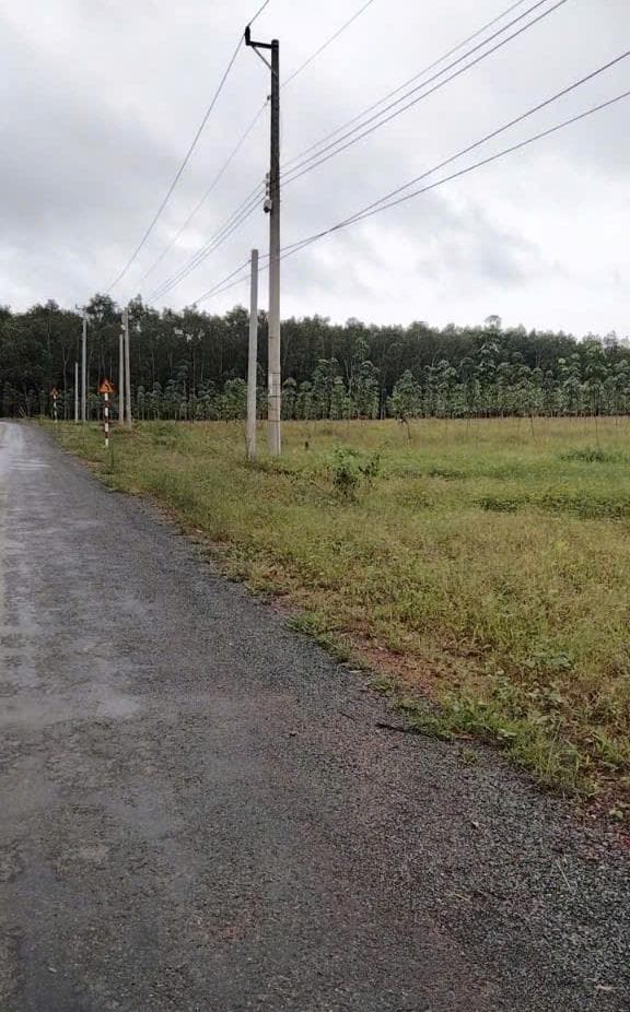 Bán đất xã Thuận Lợi Huyện Đồng Phú tỉnh Bình Phước 2